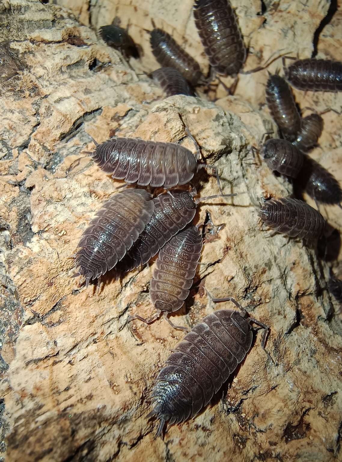 Porcellio Violaceus Blapticas